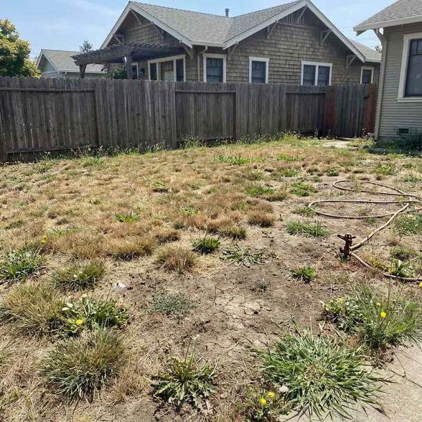 Before: Dead brown lawn in San Jose backyard