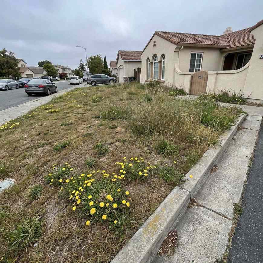 Before: Weedy front yard in Palo Alto