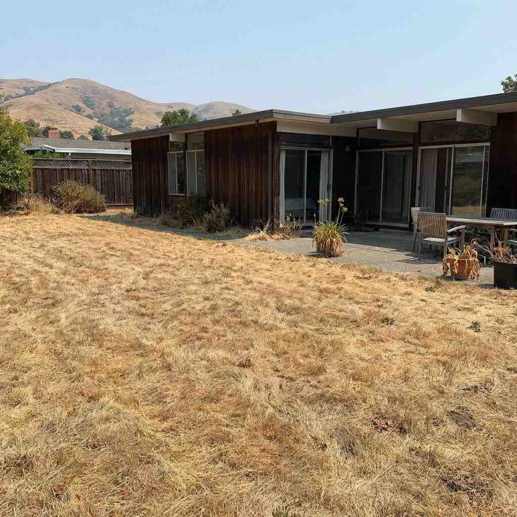 Before: Brown drought lawn in Sunnyvale